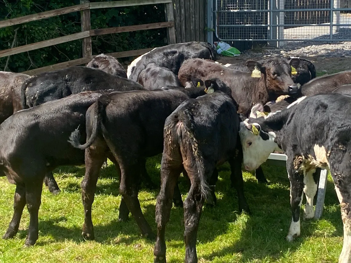 20 Heifers 4/5 Months Old ( No Moves) - Image 2