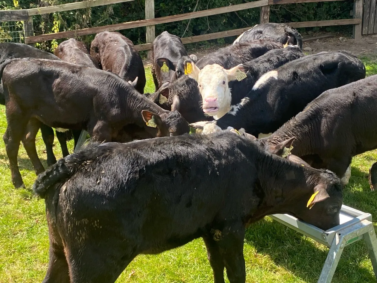 20 Heifers 4/5 Months Old ( No Moves) - Image 3
