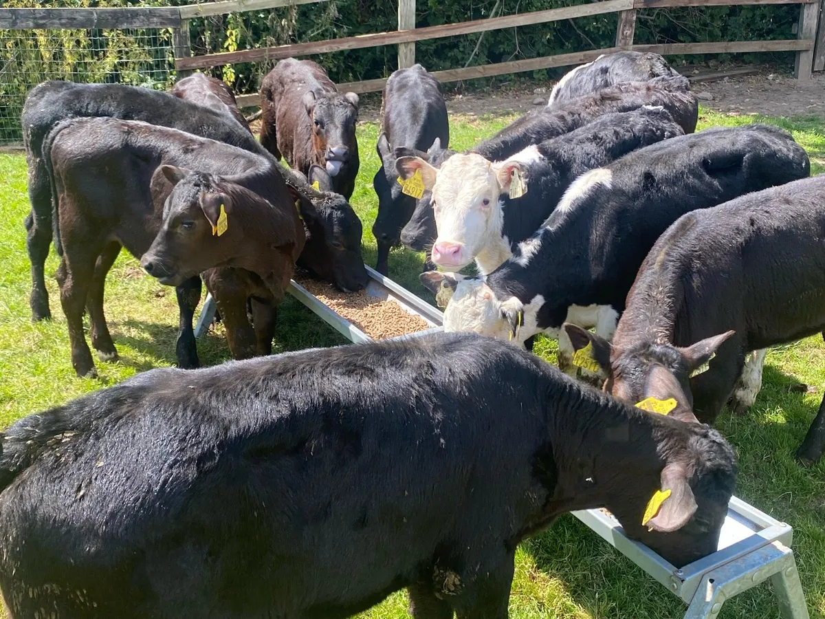 20 Heifers 4/5 Months Old ( No Moves) - Image 4