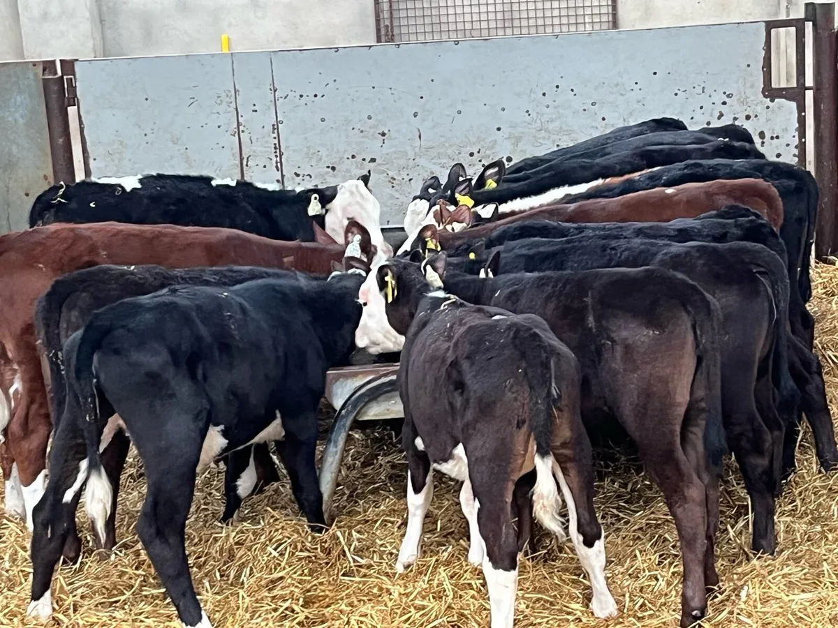 Super AA/HE Grass Heifer Runners - Image 4