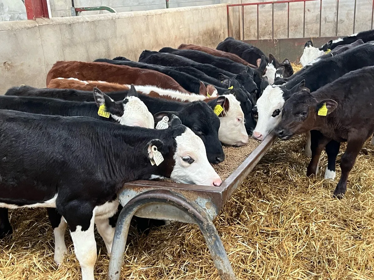 Super AA/HE Grass Heifer Runners - Image 2