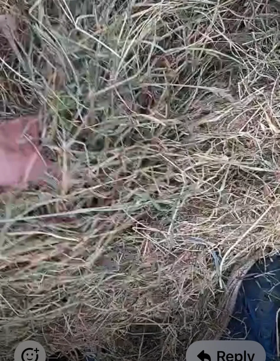 Haylage - Image 1