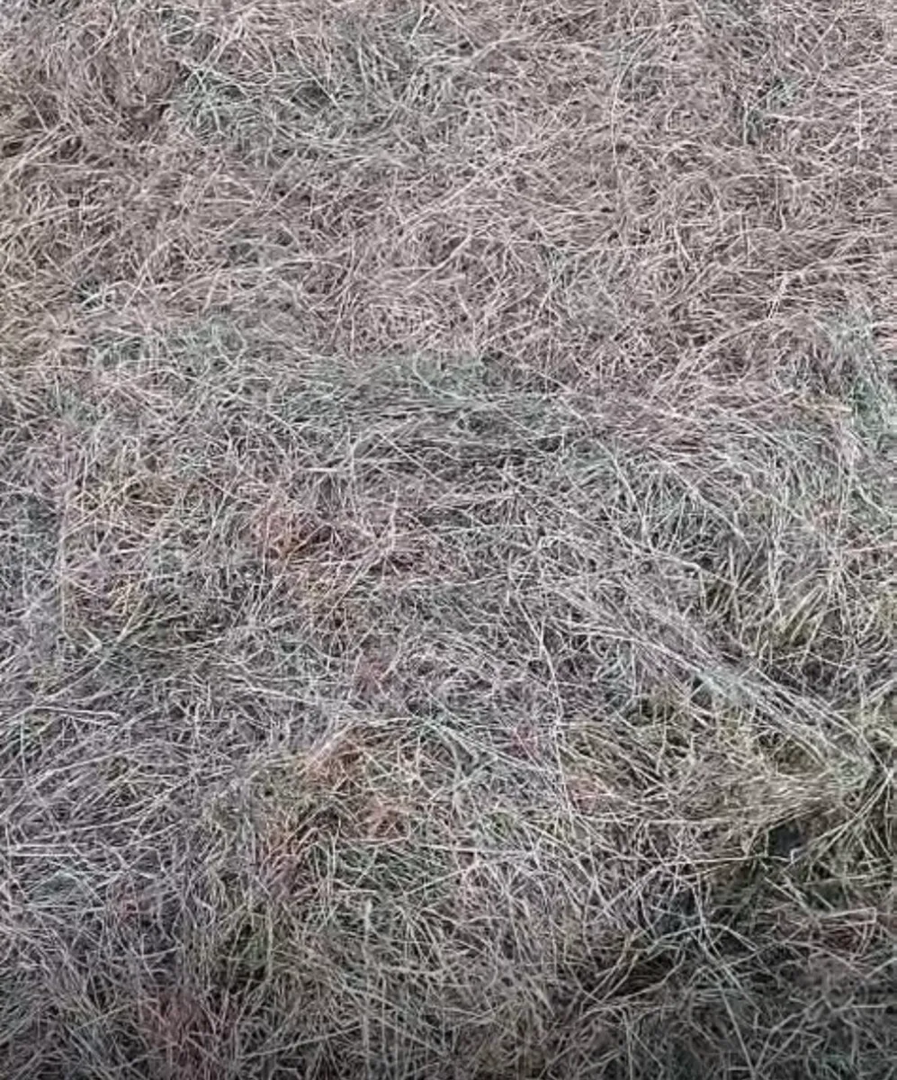 Haylage - Image 2