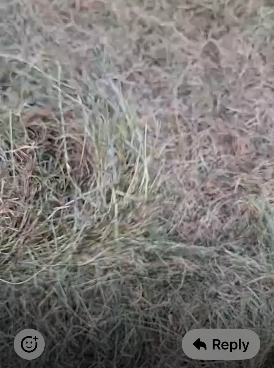 Haylage - Image 3