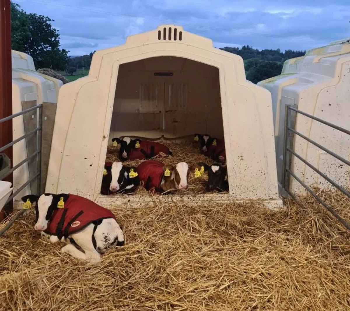 Calf Hutch - Image 2