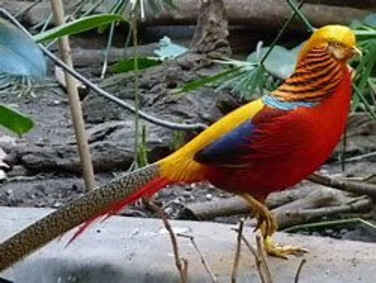 GOLDEN PHEASANTS - Image 1