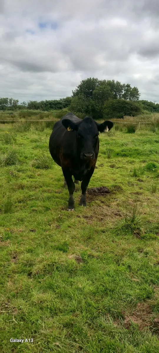 AAX Springer yearling Lim Heifers - Image 2
