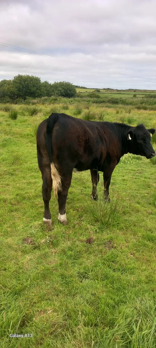 AAX Springer yearling Lim Heifers - Image 3