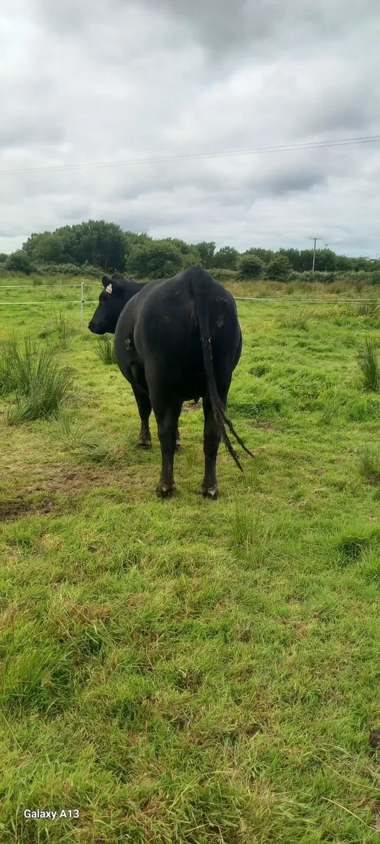 AAX Springer yearling Lim Heifers - Image 1