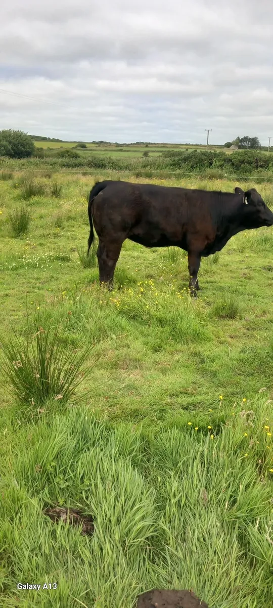 AAX Springer yearling Lim Heifers - Image 4