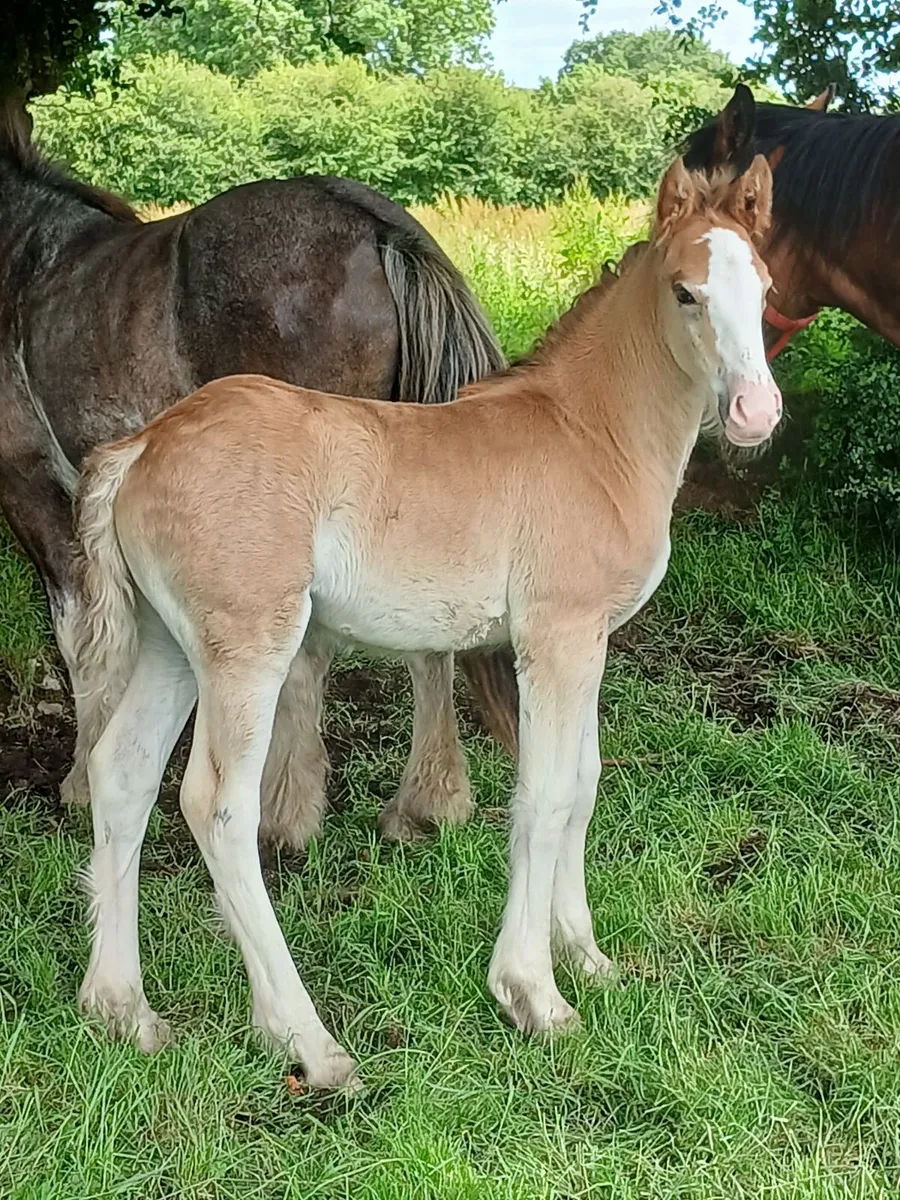 Cob foals for sale - Image 1