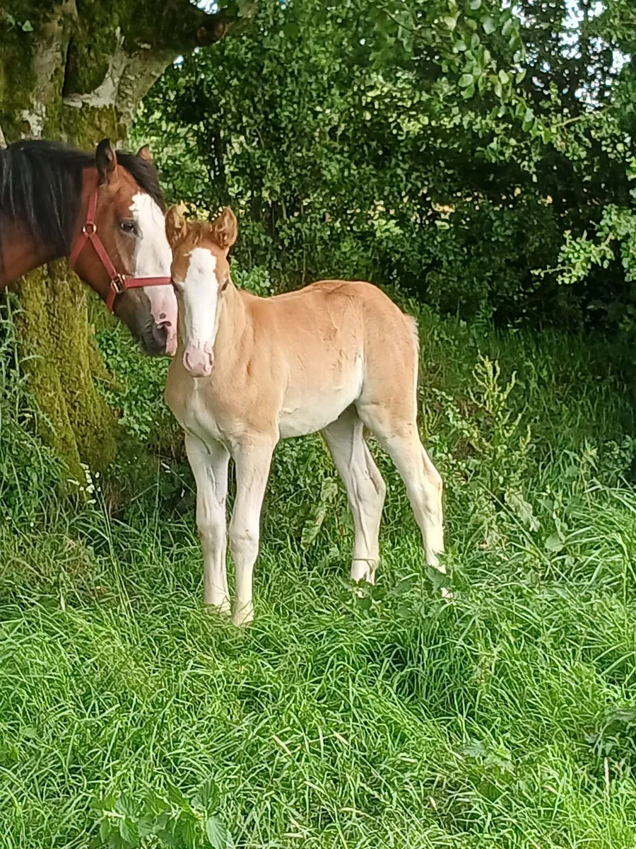 Cob foals for sale - Image 2