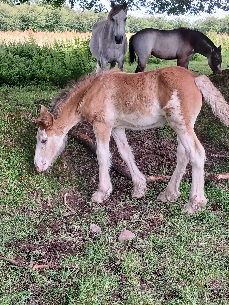 Cob foals for sale - Image 3