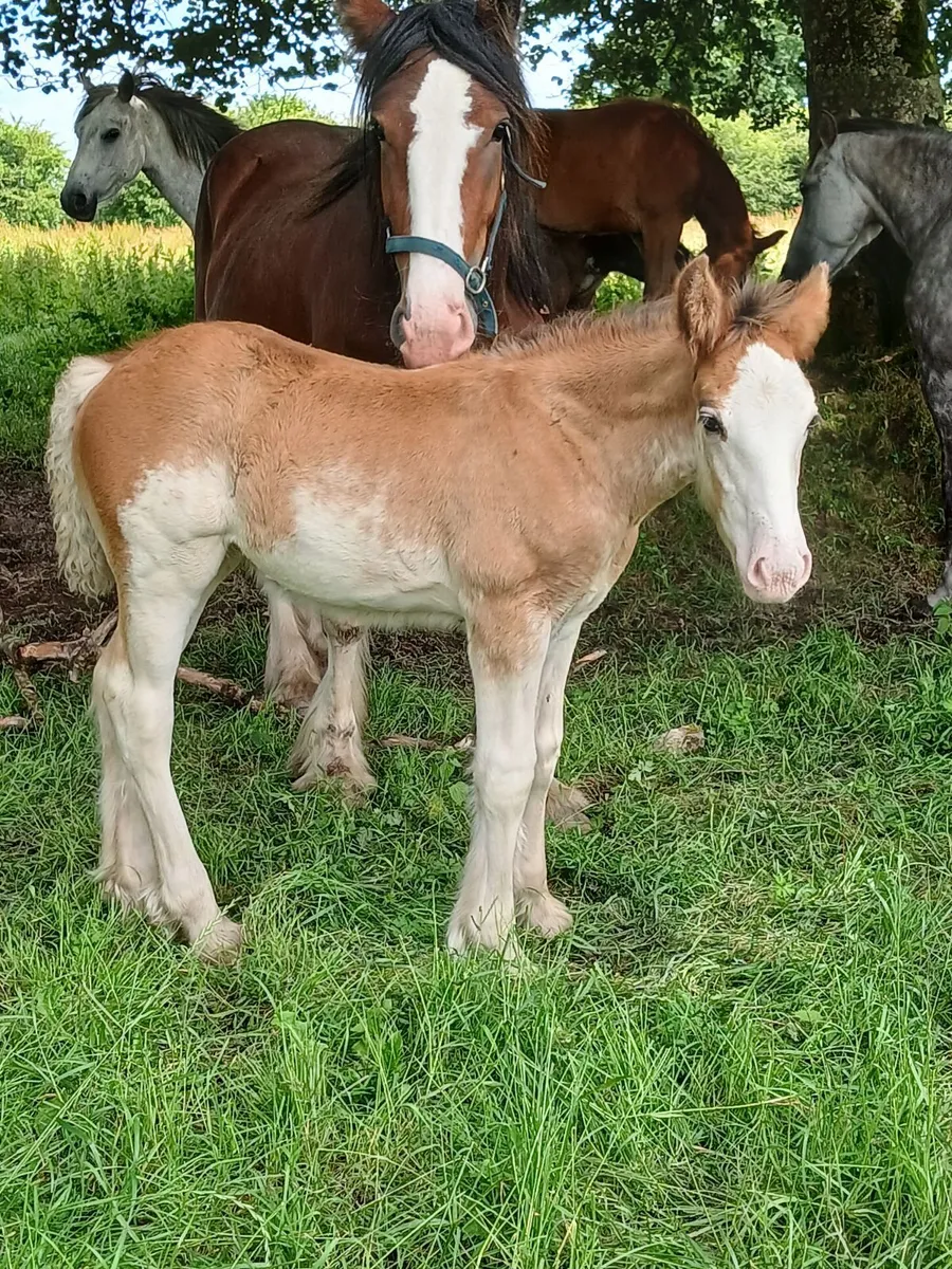 Cob foals for sale - Image 4