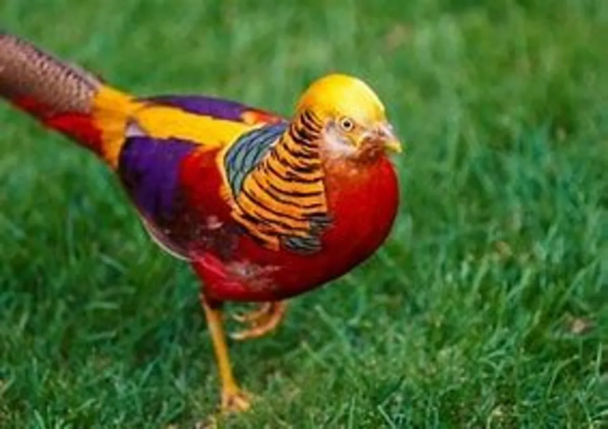 GOLDEN PHEASANTS - Image 2