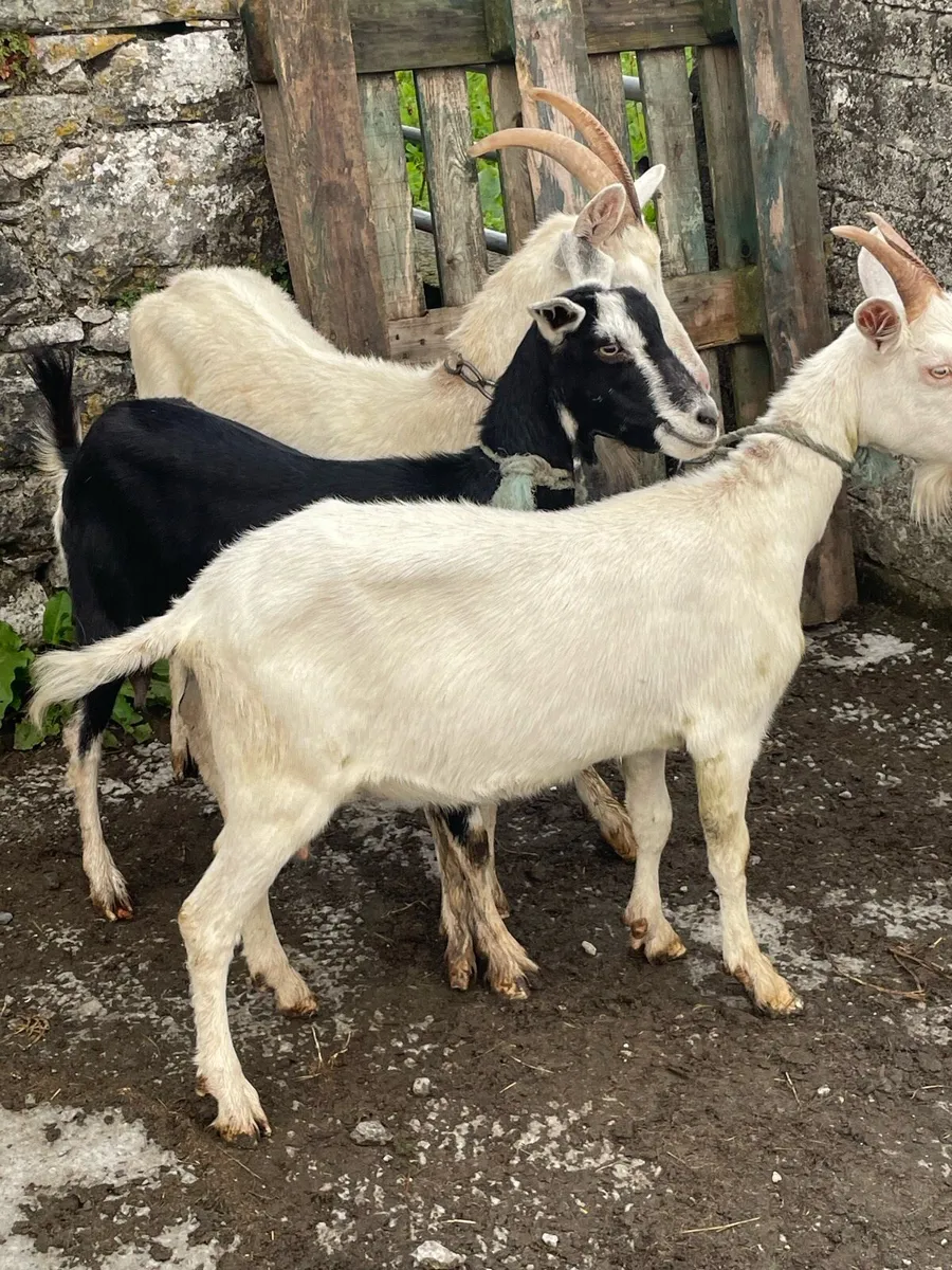 Goats - Image 1