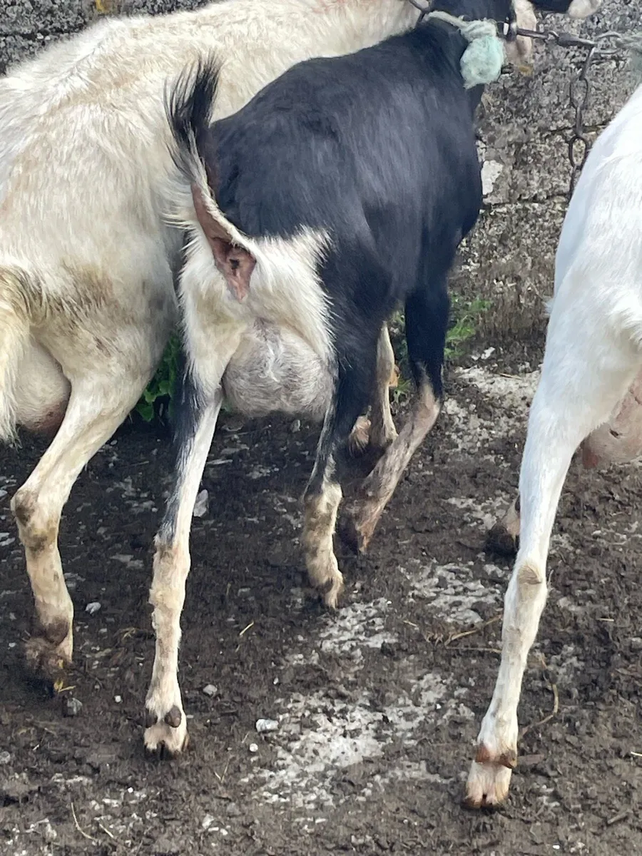 Goats - Image 2