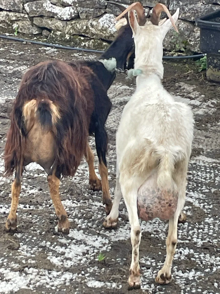 Goats - Image 3