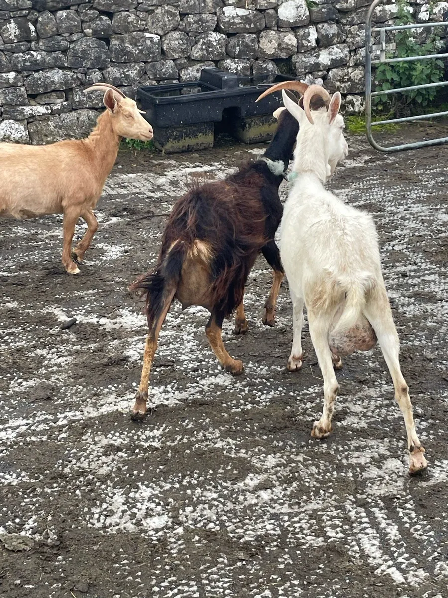 Goats - Image 4