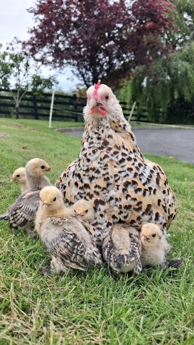 Purebred Millefleur Lemon Booted Bantams - Image 1