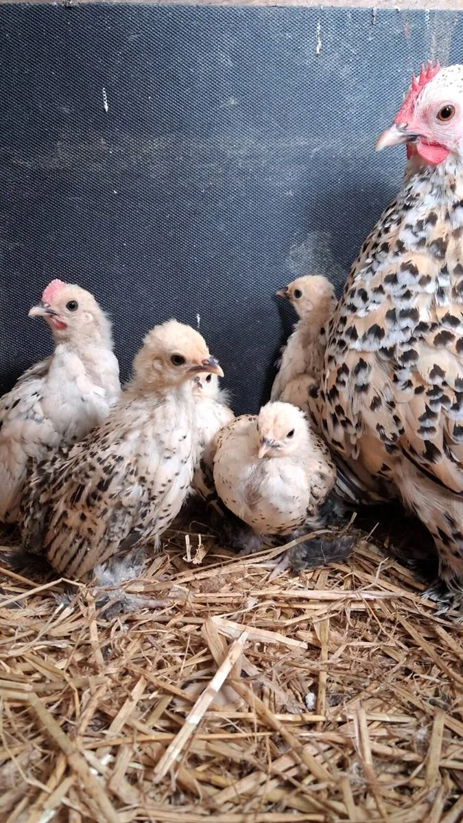 Purebred Millefleur Lemon Booted Bantams - Image 2