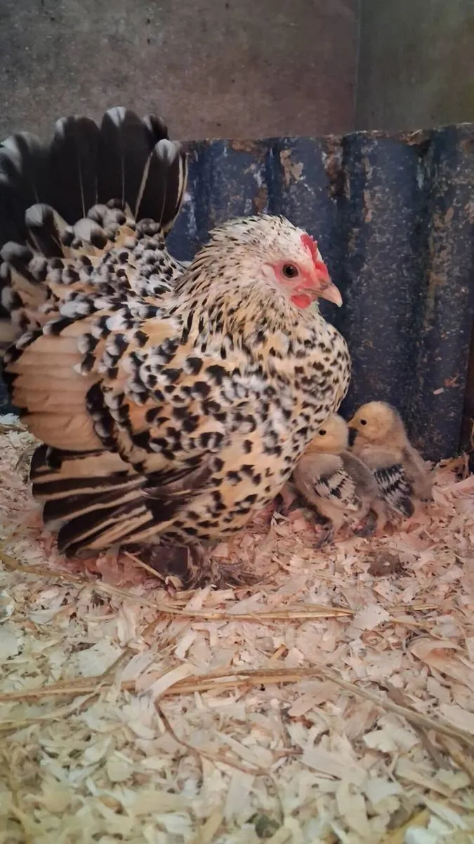 Purebred Millefleur Lemon Booted Bantams - Image 3