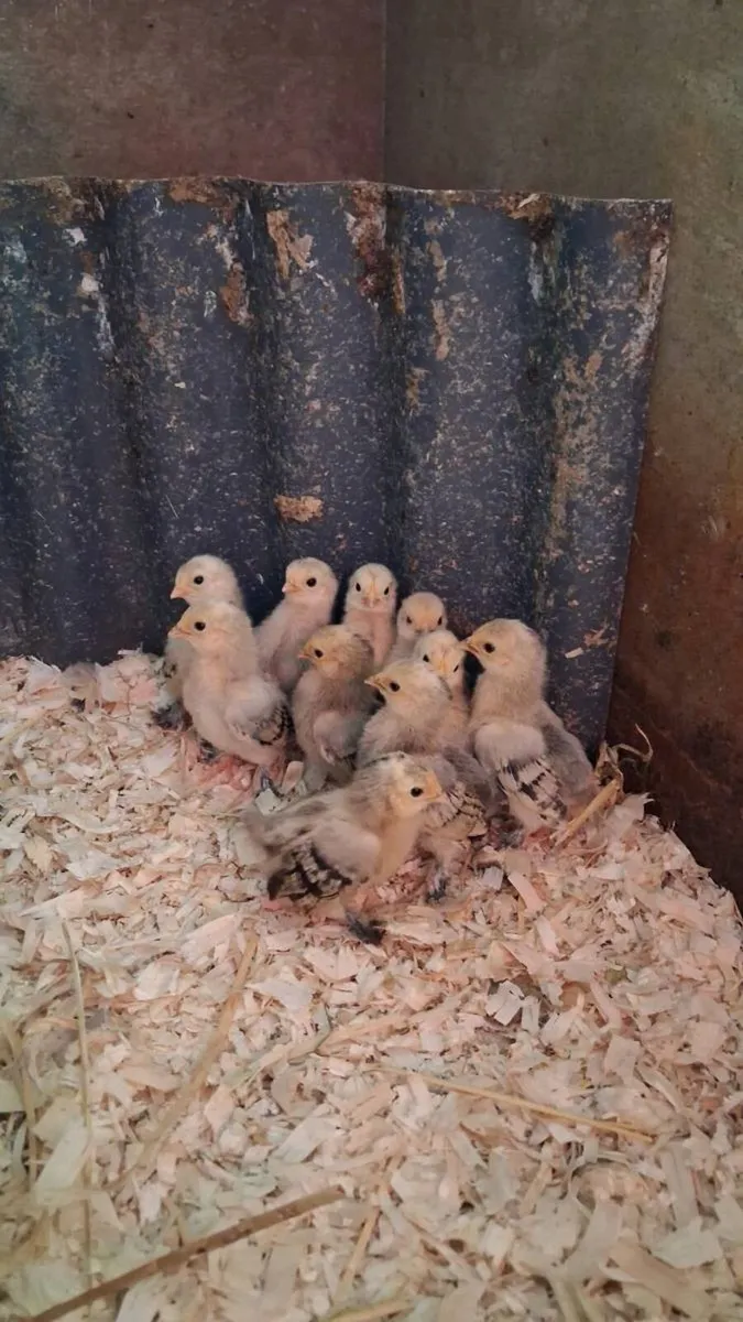 Purebred Millefleur Lemon Booted Bantams - Image 4