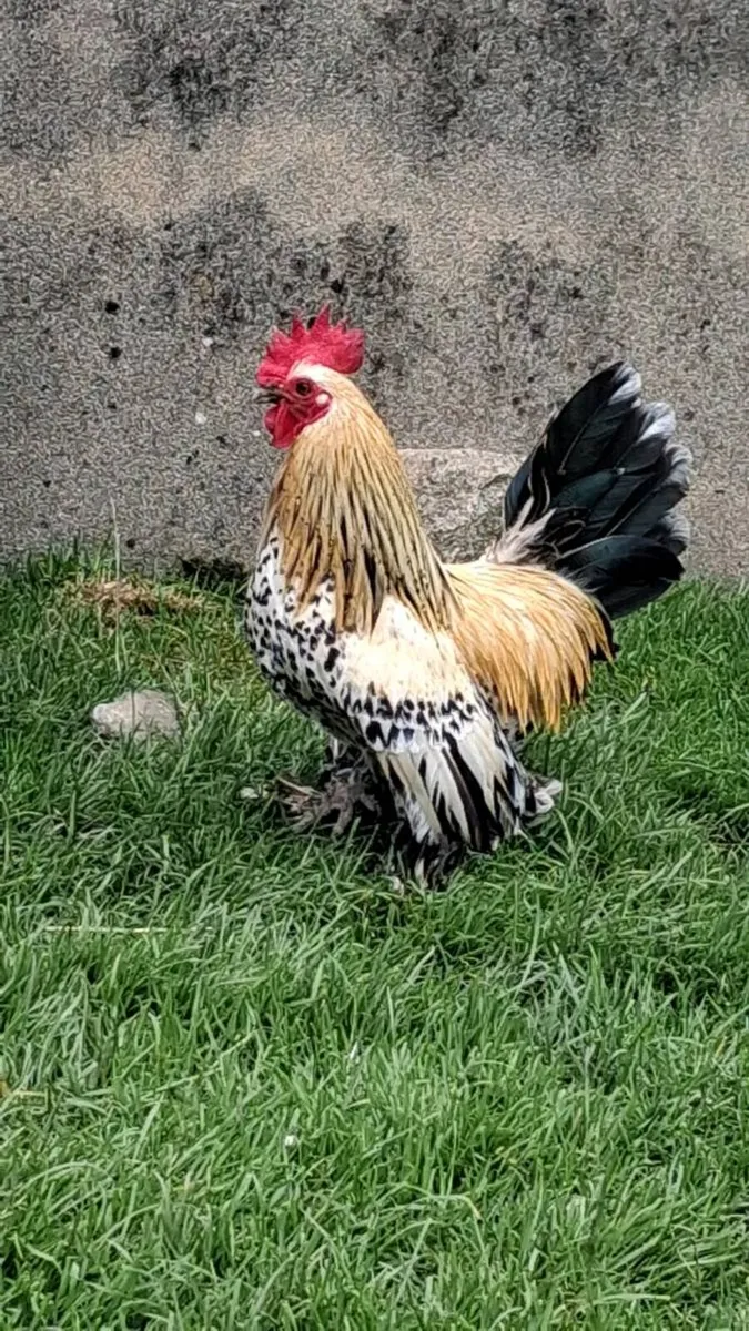 Purebred Millefleur Lemon Booted Bantams Eggs - Image 2