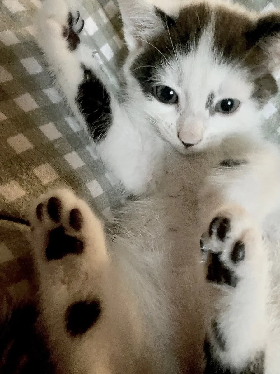 2 Kittens-8weeks old- litter trained - Image 2
