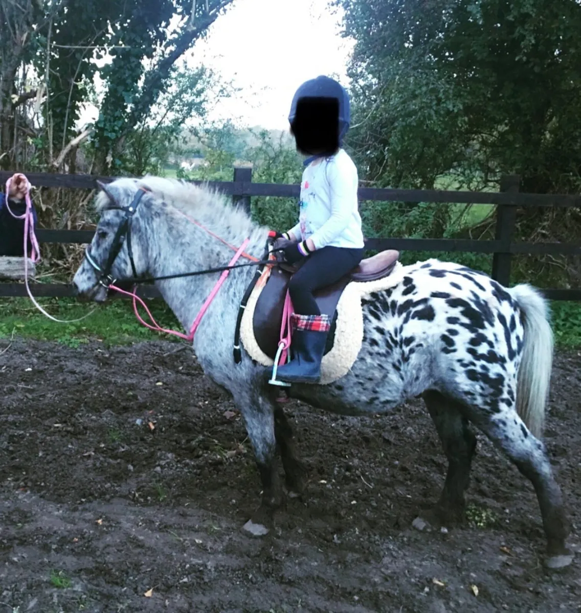 11.2h Appaloosa pony - Image 1