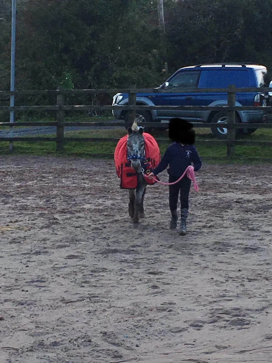 11.2h Appaloosa pony - Image 2