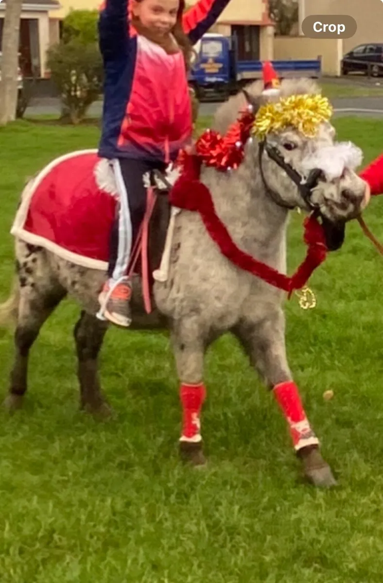 11.2h Appaloosa pony - Image 4