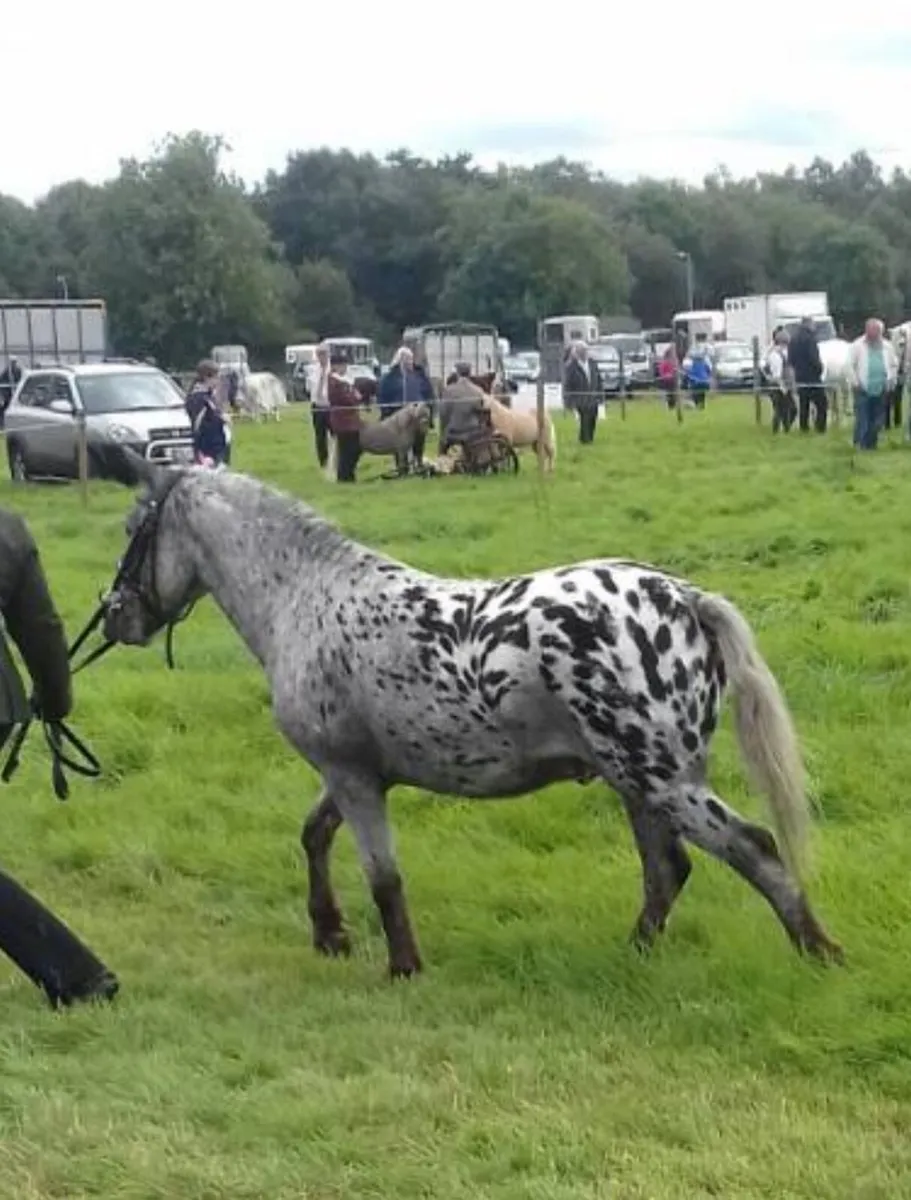 11.2h Appaloosa pony - Image 3