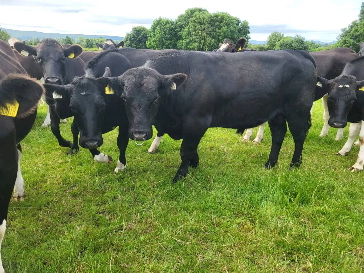 2 Angus Bulls - Image 2