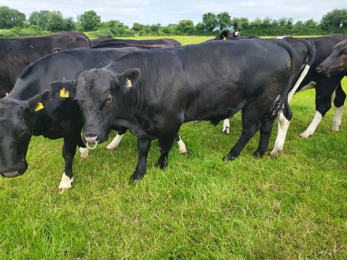 2 Angus Bulls - Image 3
