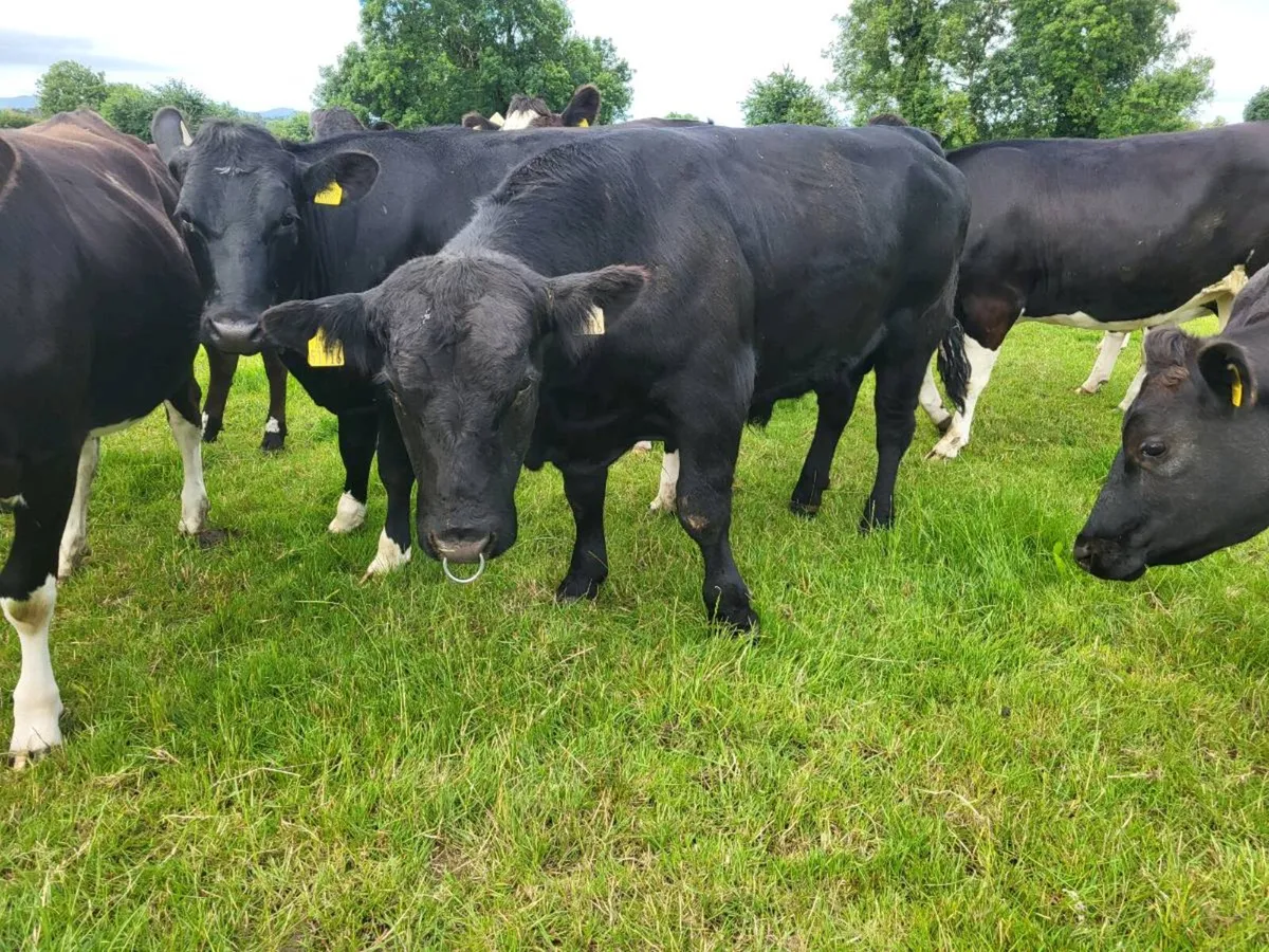 2 Angus Bulls - Image 4