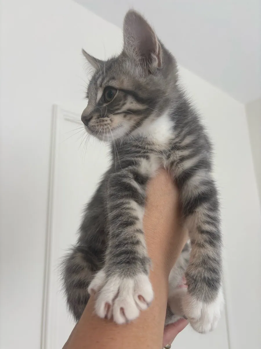 Half British short hair kittens - Image 1