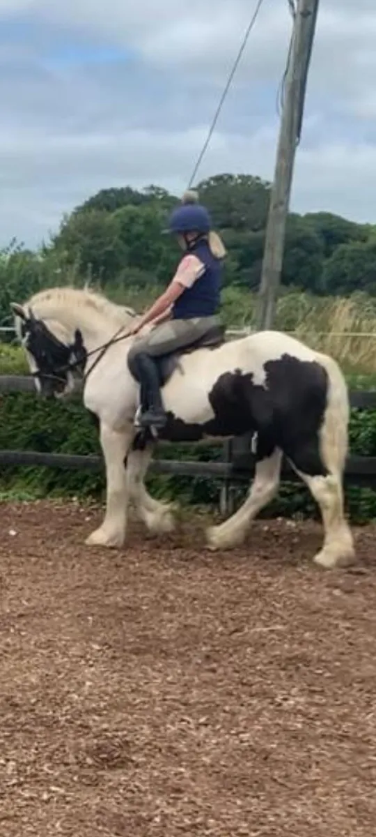 15.2 ,/ 15.3 gelding - Image 3