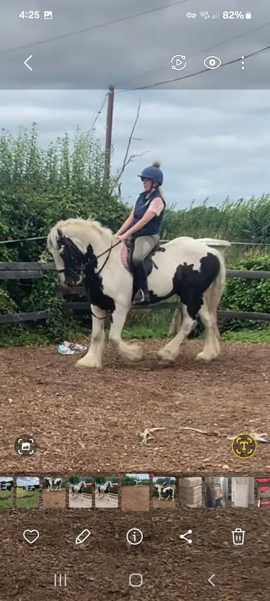 15.2 ,/ 15.3 gelding - Image 4