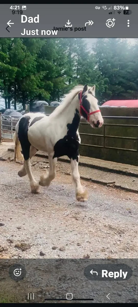 15.2 ,/ 15.3 gelding - Image 1