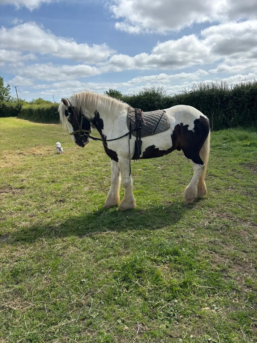 15.2 ,/ 15.3 gelding - Image 2