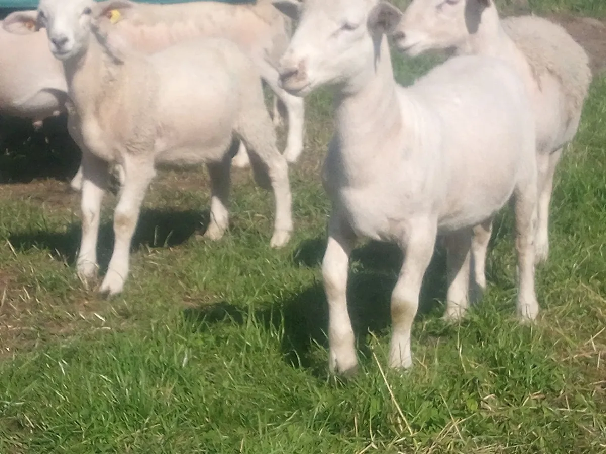 Store Ram Lambs - Image 2