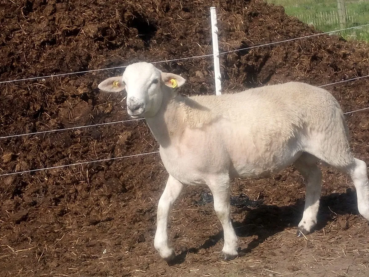 Store Ram Lambs - Image 1