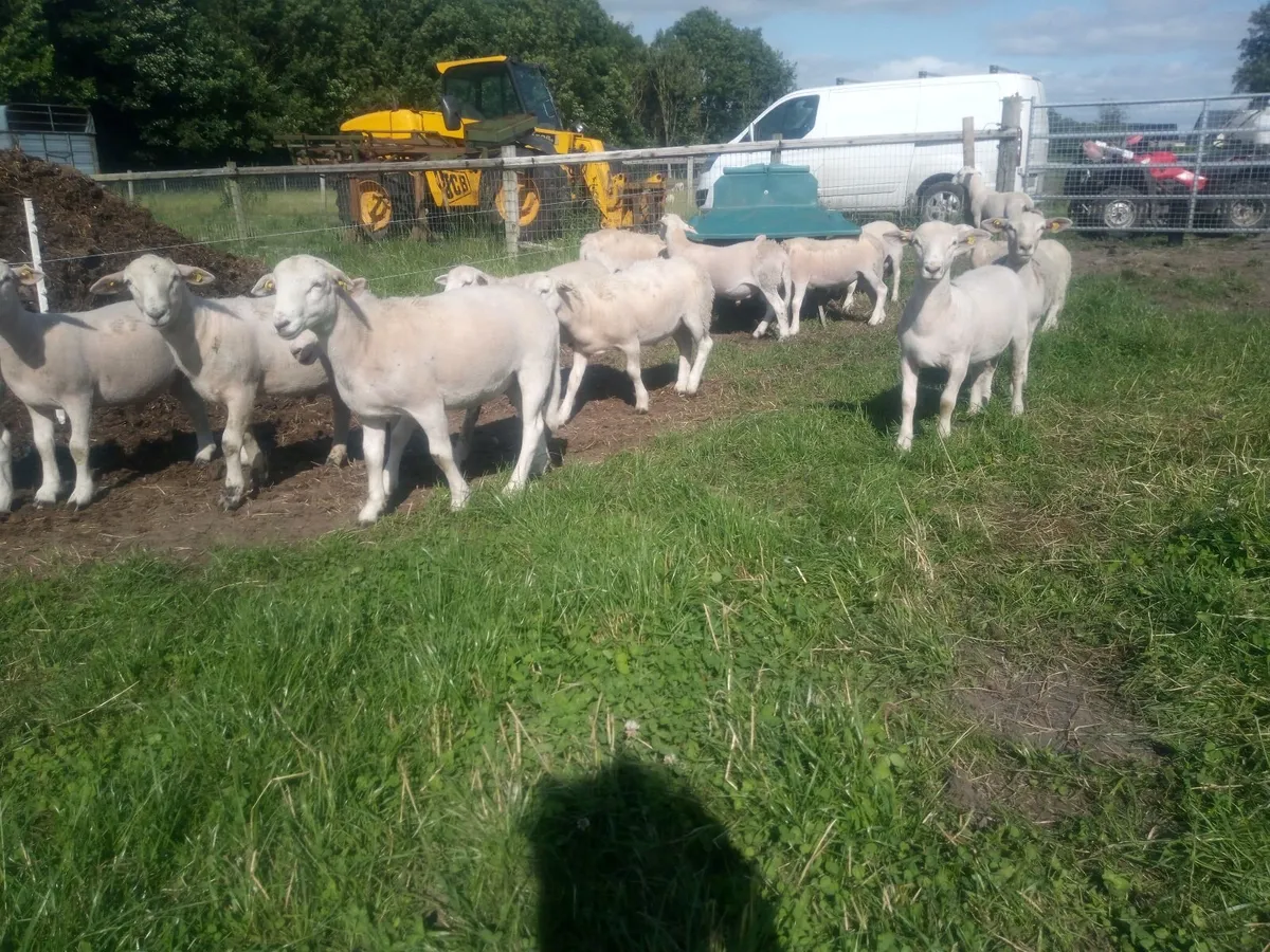 Store Ram Lambs - Image 3