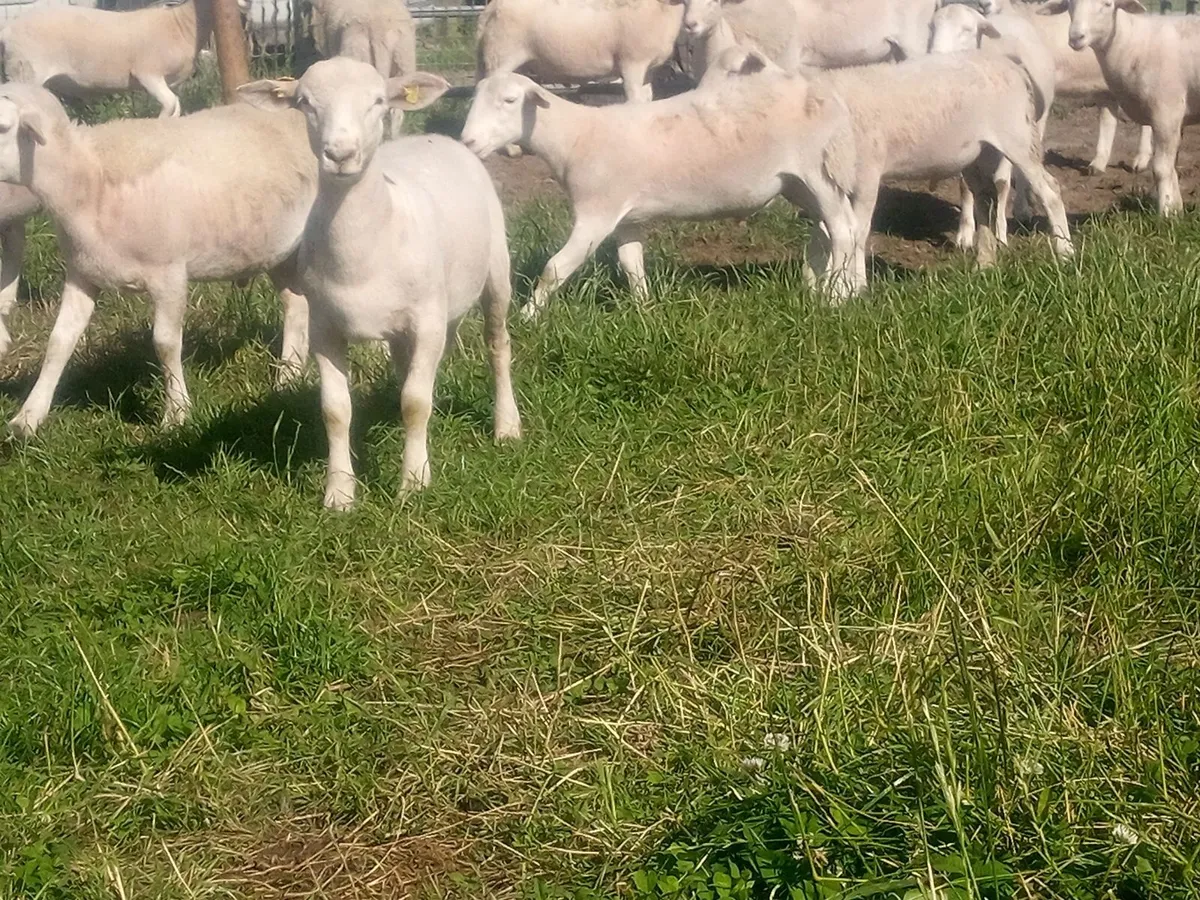 Store Ram Lambs - Image 4