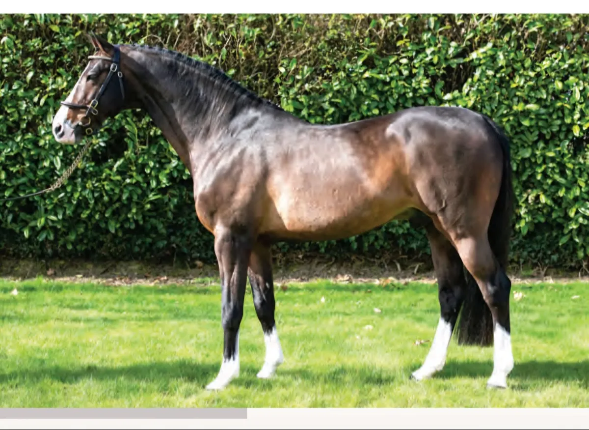 Beautiful elegant filly yearling - Image 2