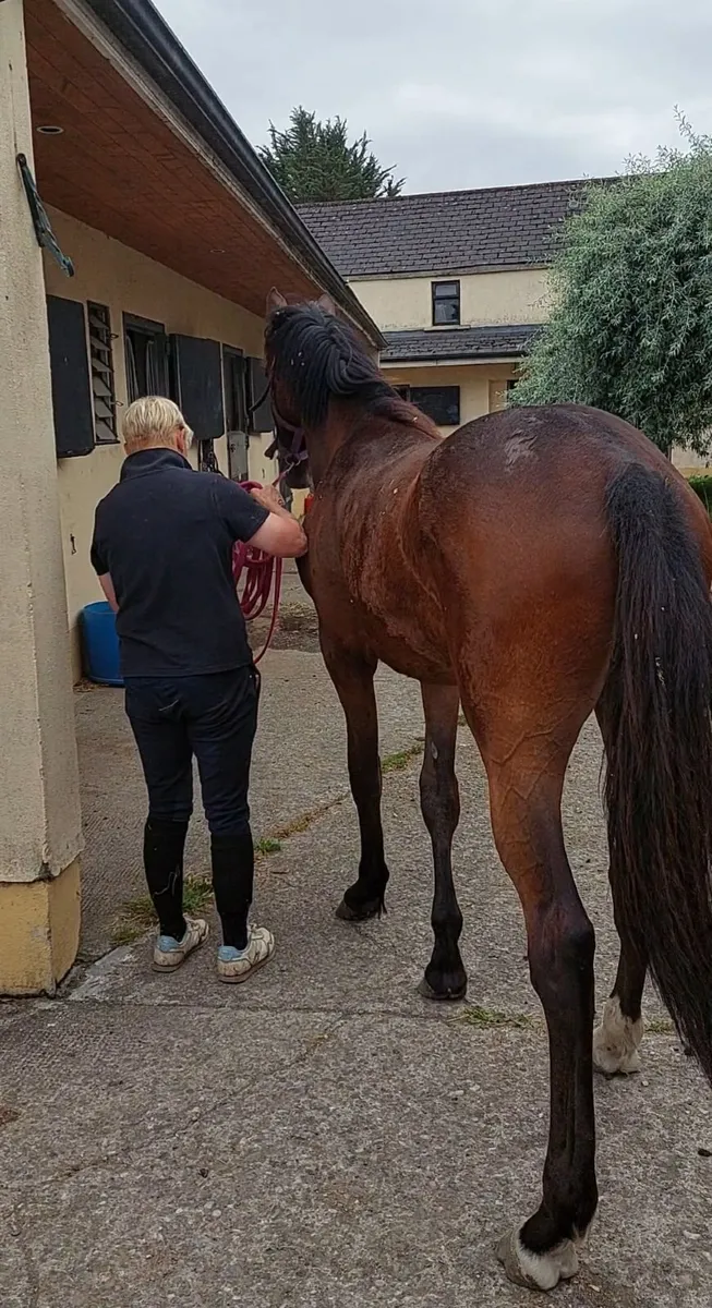 Beautiful elegant filly yearling - Image 3