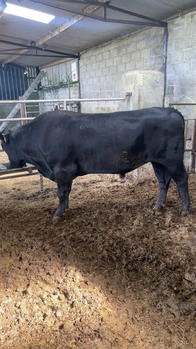 ****Pedigree Angus Bull**** - Image 2