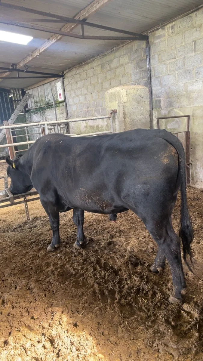 ****Pedigree Angus Bull**** - Image 3