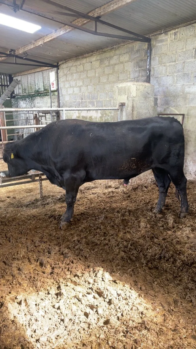 ****Pedigree Angus Bull**** - Image 1